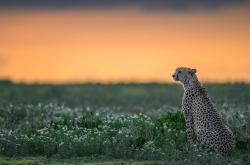 开云体育app-从0-2到3-2，安赛龙用三重火点燃丹麦奇迹