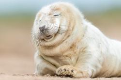 开云体育平台APP-红牛横扫枫叶国，莱比锡征服加拿大，佩德里焦点战展统治力