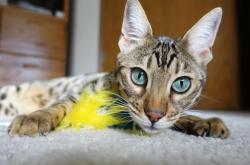 开云体育平台APP-接管时刻，从戈麦斯的德甲绝杀到土耳其争冠战的逆转奇迹