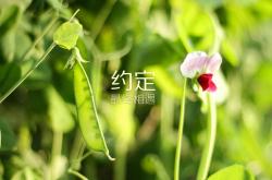 开云体育APP下载-从绿茵场到国际法庭，1970年欧冠背后的智利终结美国暗战