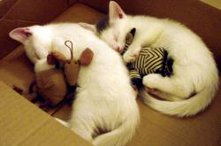 开云体育入口-银色闪电，当F1决胜局思维开进篮球场带走胜利