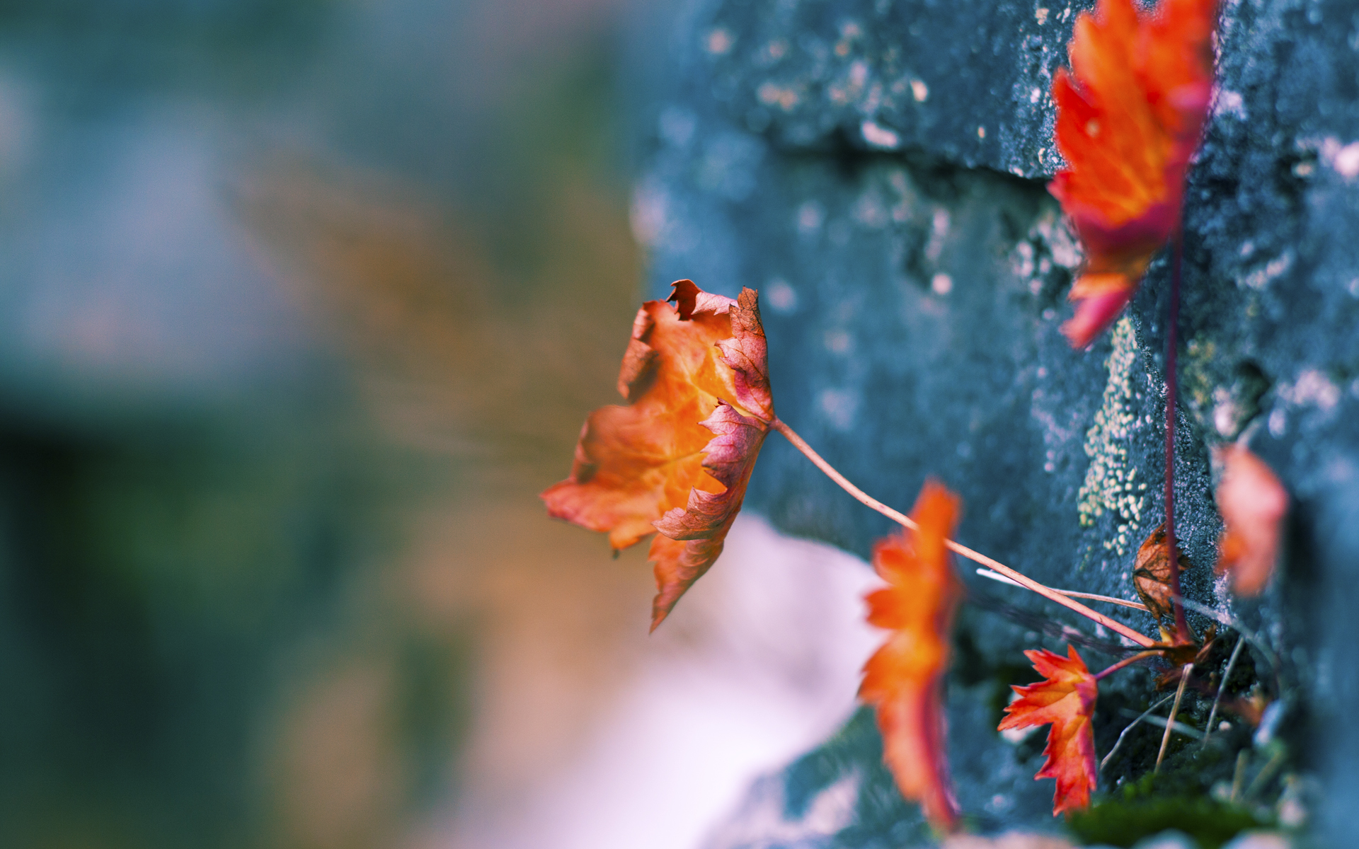 传统与变革，戴维斯杯的团队荣耀如何横扫温网的个人叙事，兹维列夫成最佳注脚