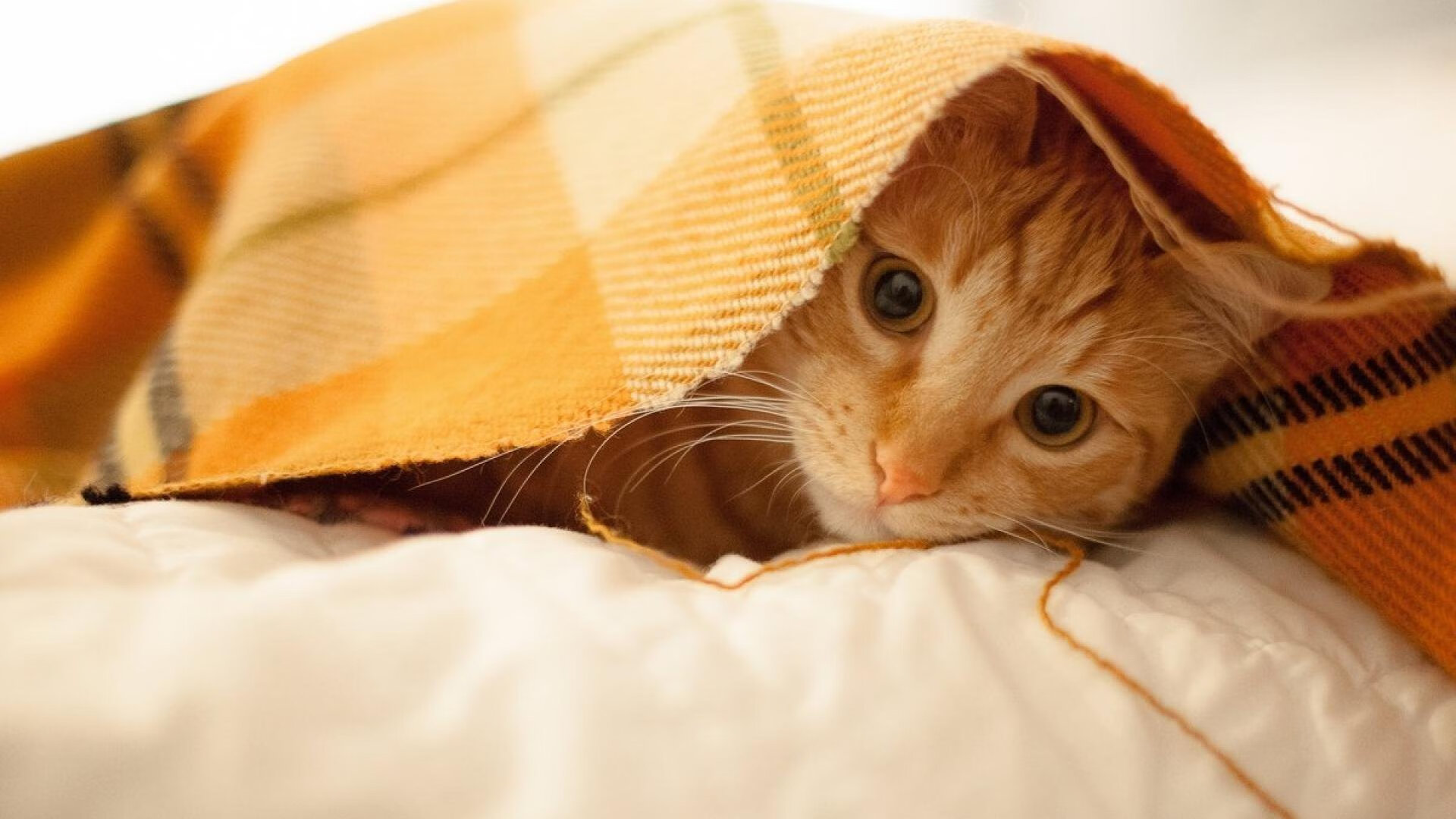 从团队绝境到个人之巅,戴维斯杯奇迹如何点燃梅德韦杰夫的年终封王之路