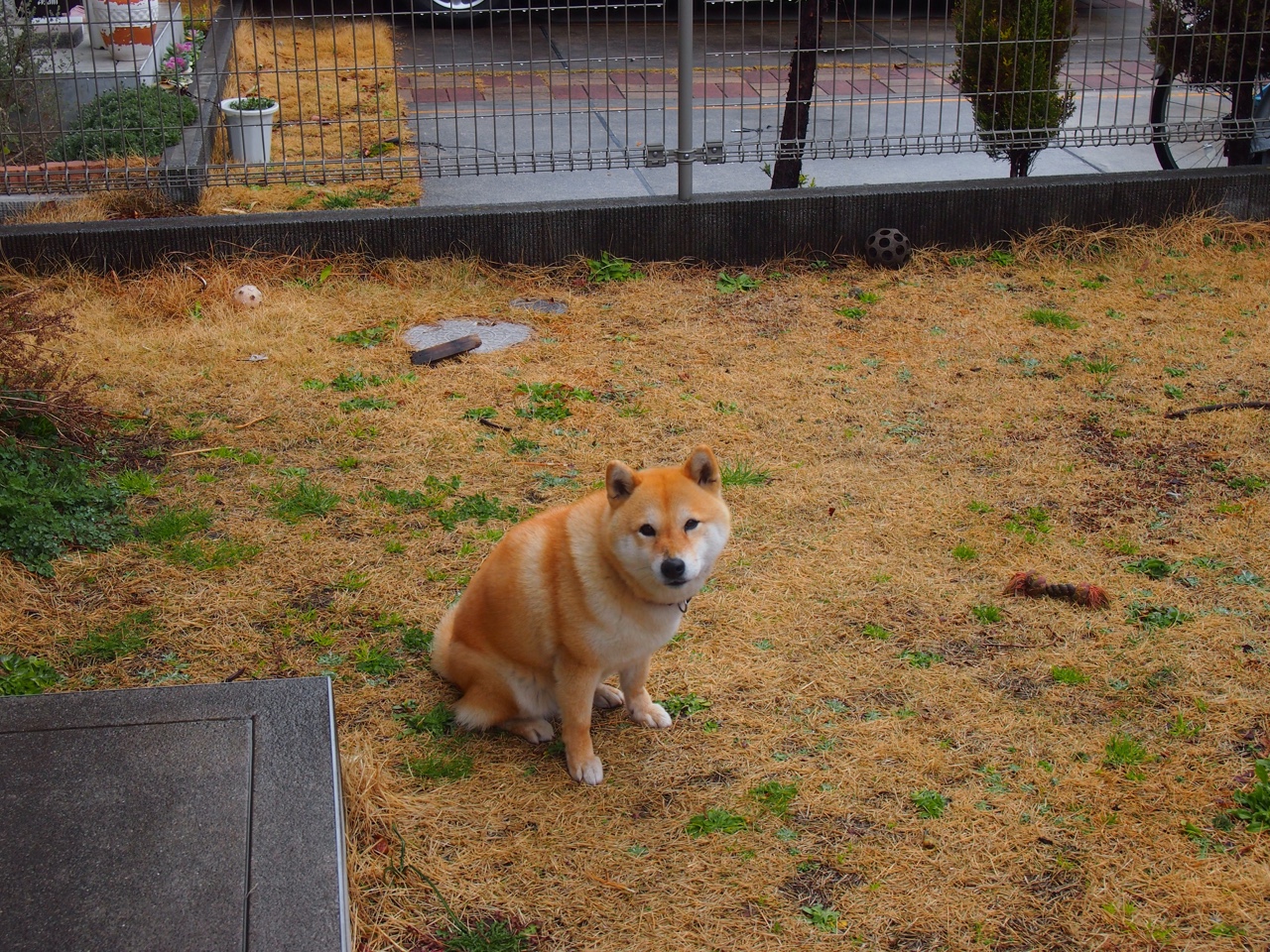 统治力绽放，法国队的足球完胜与梁靖崑的乒乓主宰