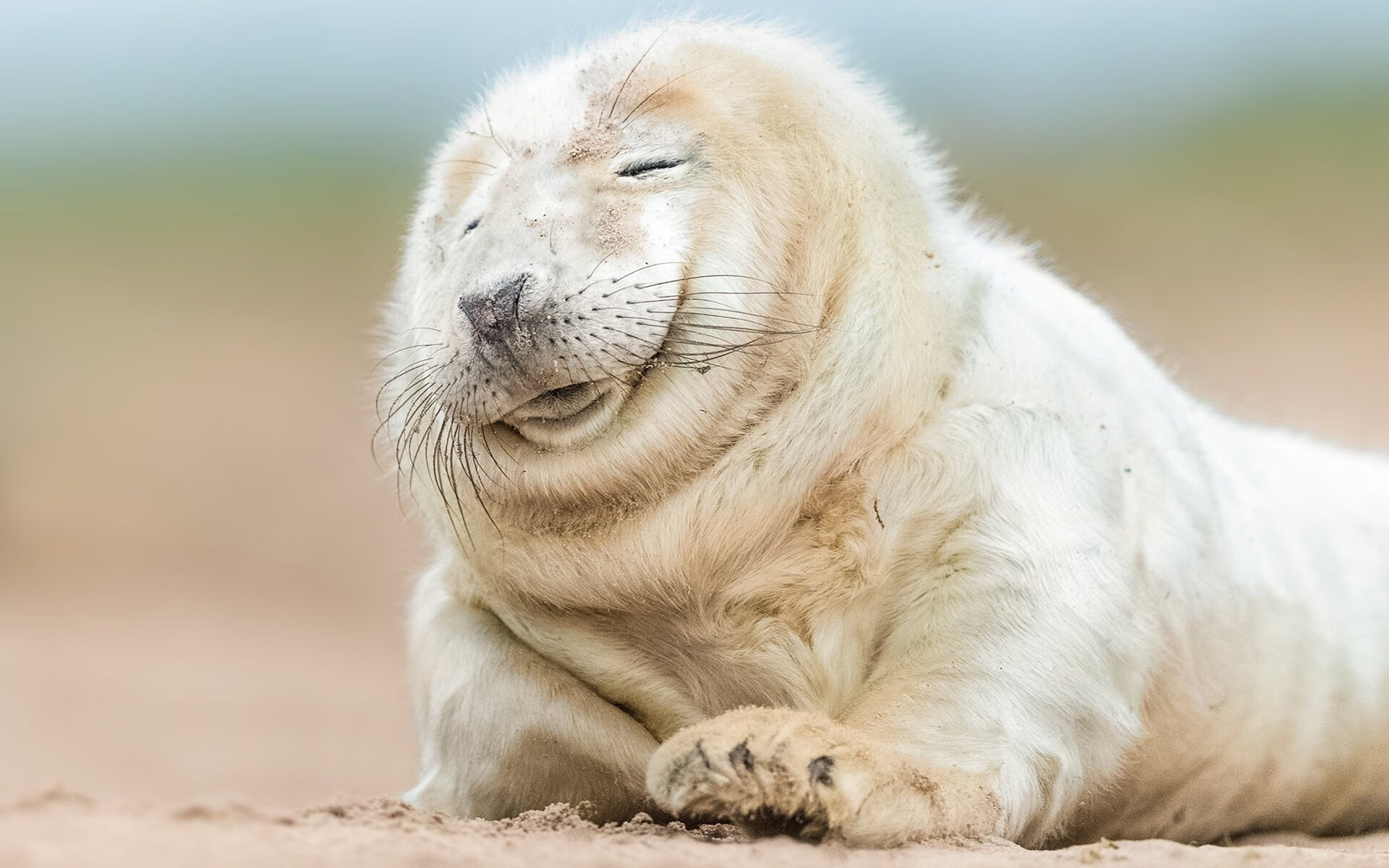 红牛横扫枫叶国，莱比锡征服加拿大，佩德里焦点战展统治力