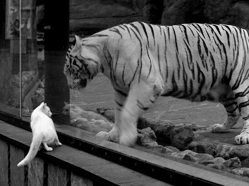 跨界战神，当玻利维亚铁骑踏碎突尼斯，孙兴慜在篮球圣殿加冕