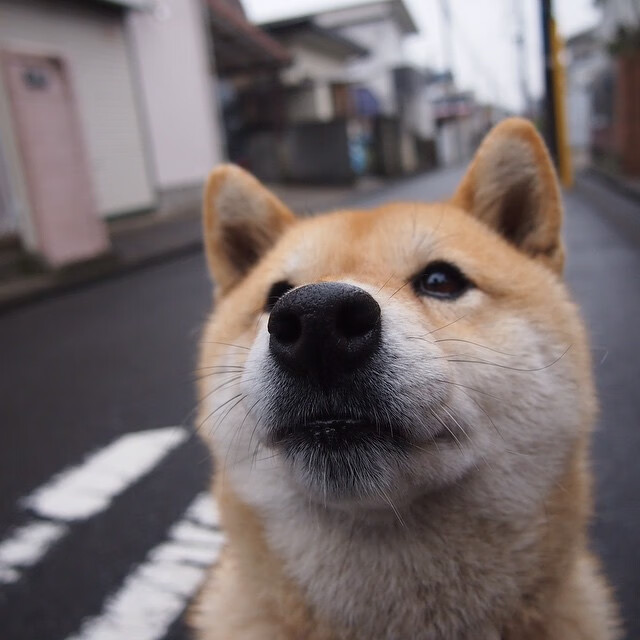 双重奏，德甲争冠夜见证土耳其力量，国家队赛场再奏凯歌
