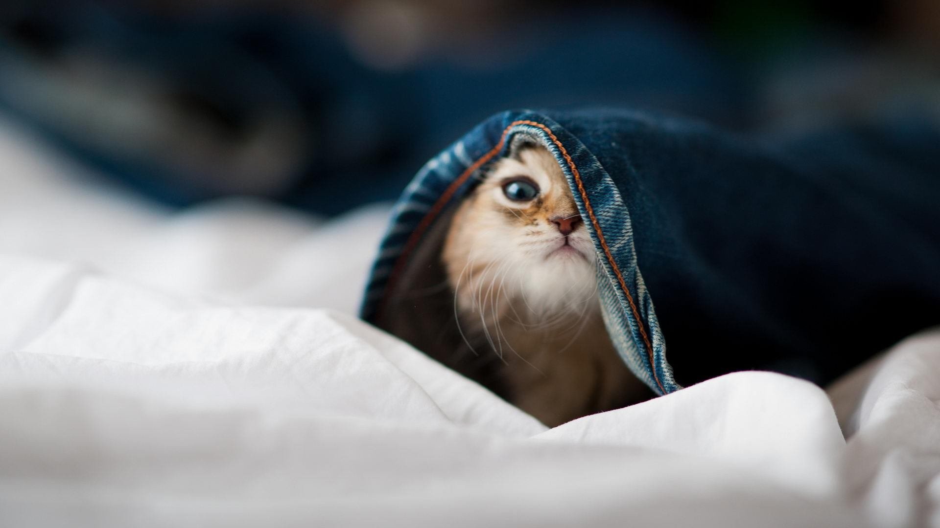 拉梅洛关键节点连续得分主宰战局,奇才强势压制勇士迎关键胜利