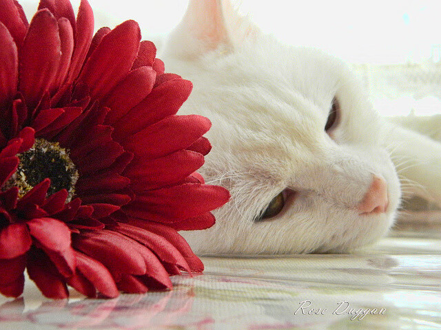 雷霆天降，踏平汽车城，文班亚马展现未来巨星本色