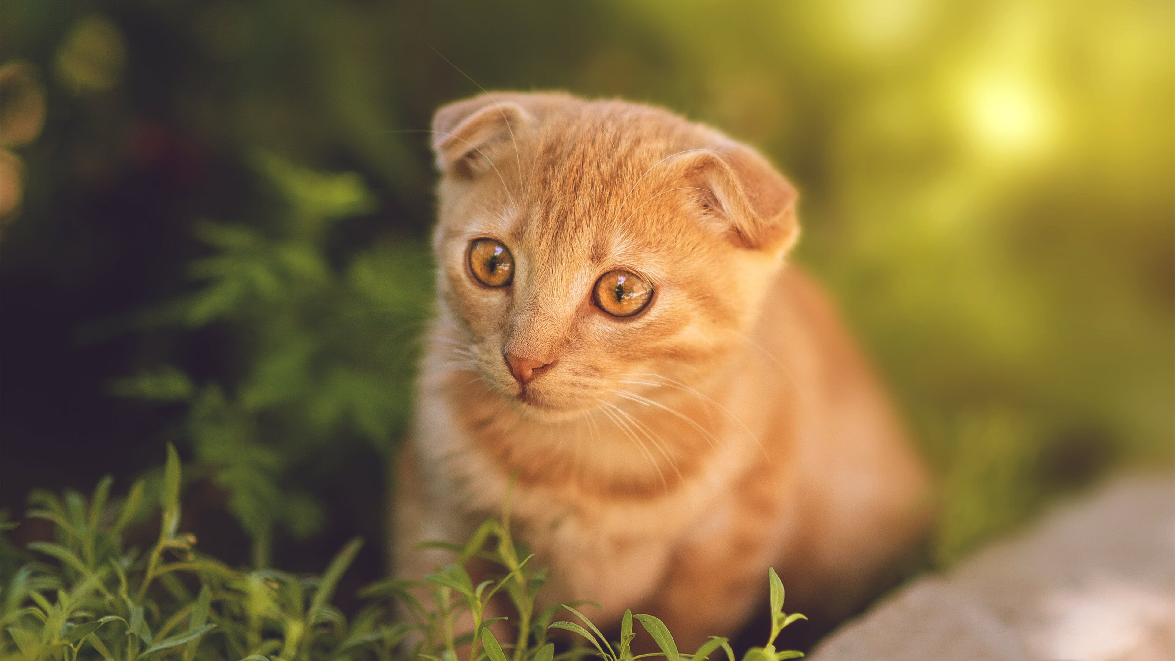 火力全开！霍勒迪高效27分率深圳攻陷辽宁