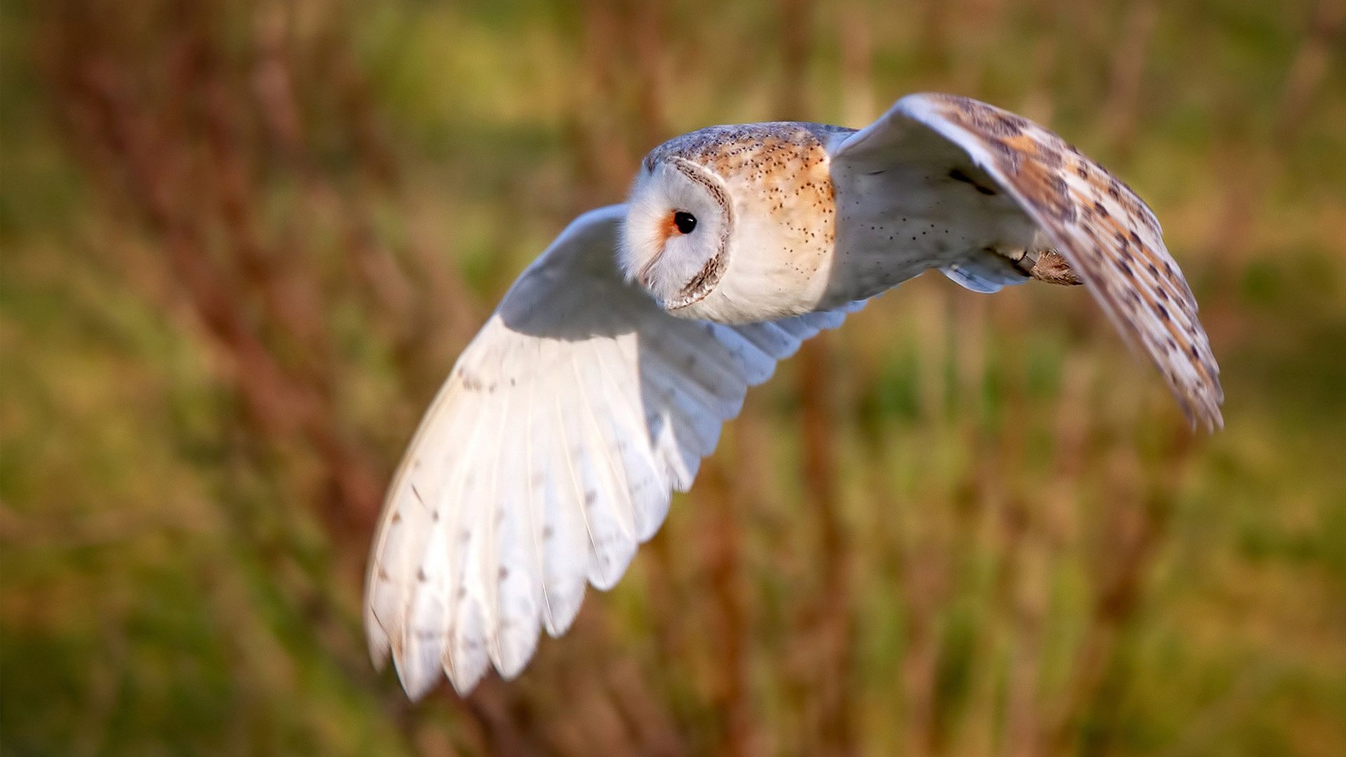 冰火两重天,约基奇全能盛宴映衬尼克斯团队胜利,湖人深陷困境