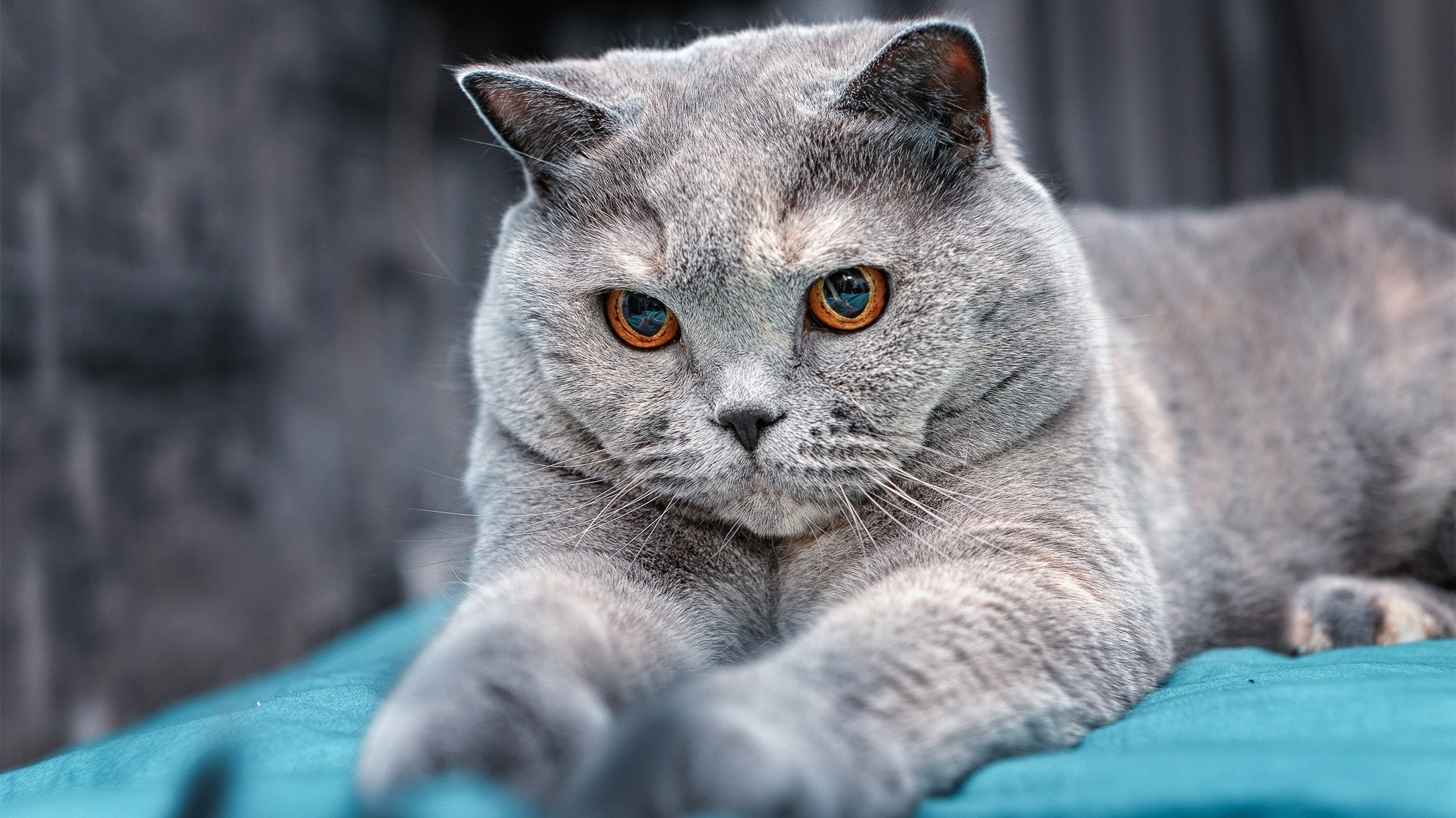 东瀛风暴与英超主宰，日本掀翻法国，巴斯托尼争冠战接管比赛的双线奇迹