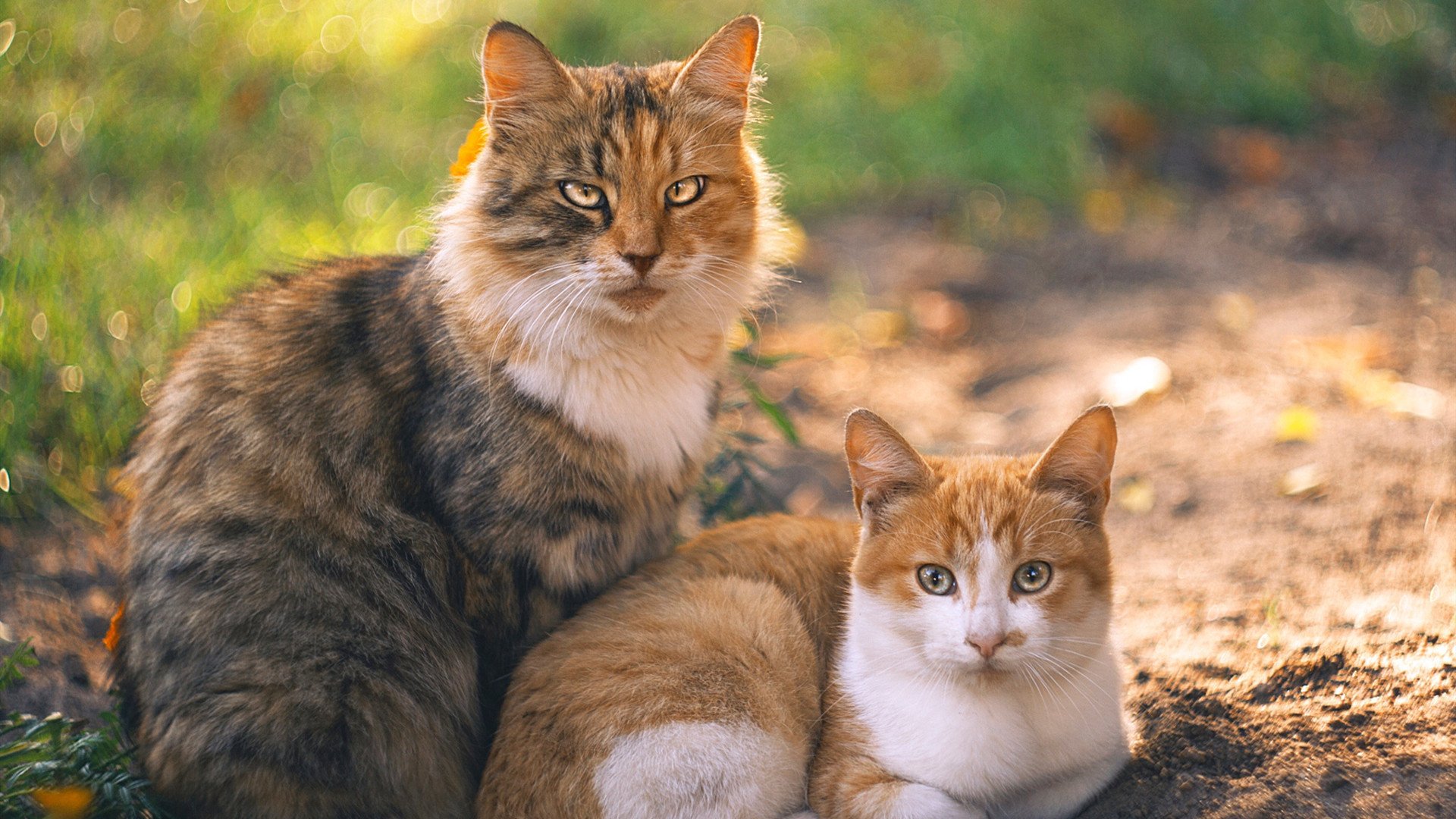 东决熔炉夜，当加克波的冷锋切开热火