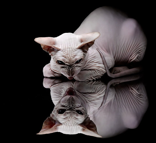 蓝色与绛红的共同答案,论救赎的两种形式