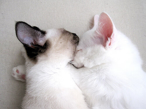 萨内最后一舞引爆防线，哥伦比亚刺穿奥地利钢铁防线