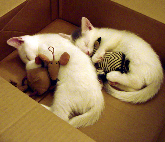 银色闪电，当F1决胜局思维开进篮球场带走胜利