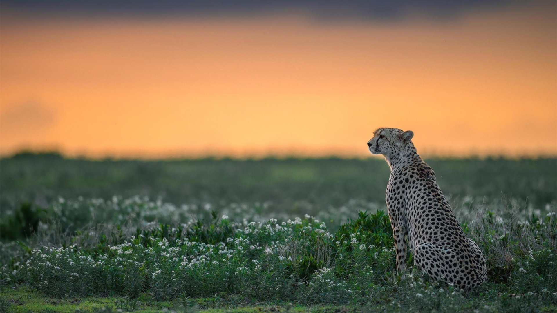 银色闪电，当F1决胜局思维开进篮球场带走胜利
