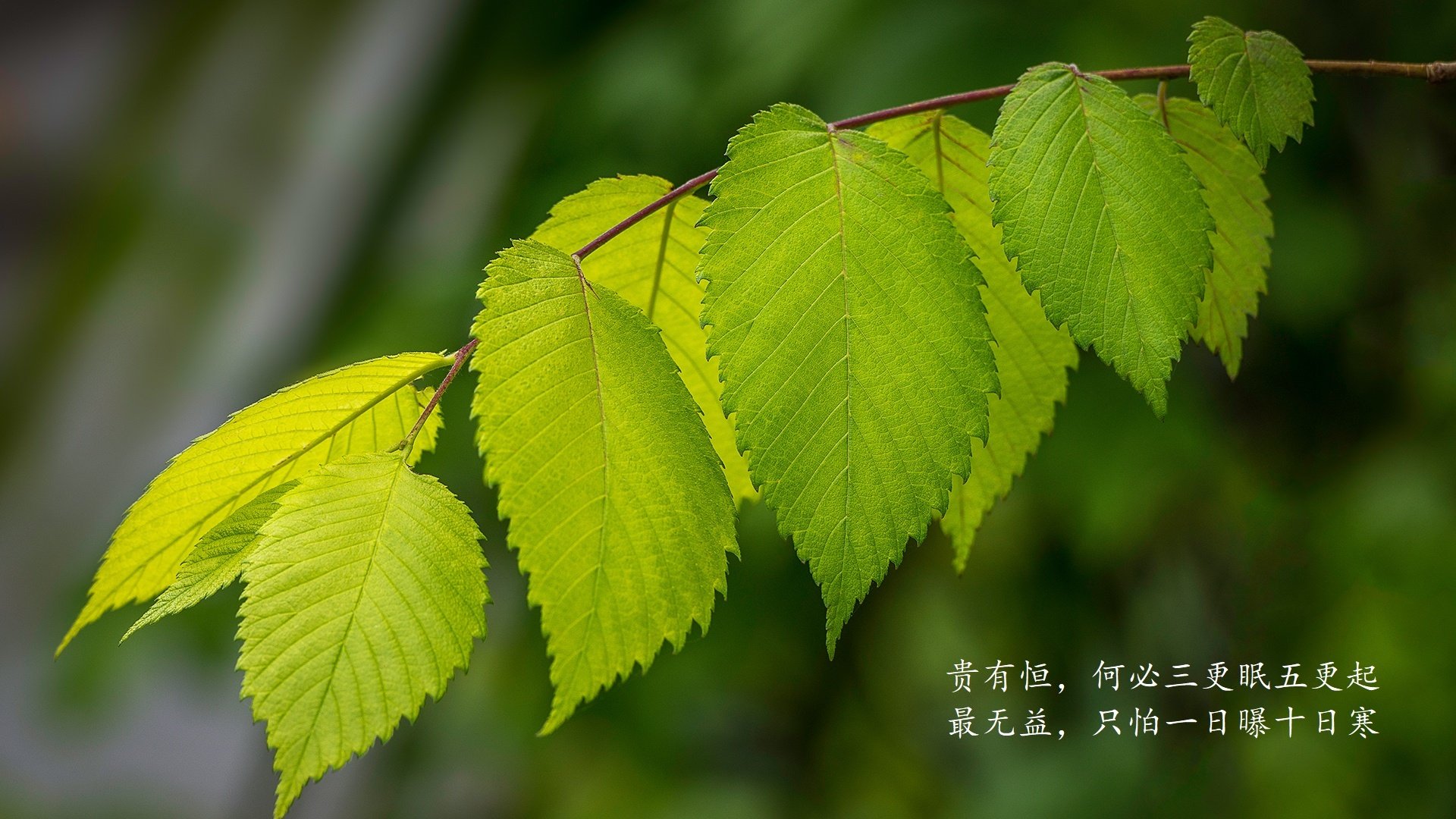 当波斯铁骑撕裂桑巴舞步,2026,阿方索·戴维斯与H组的那个唯一变量