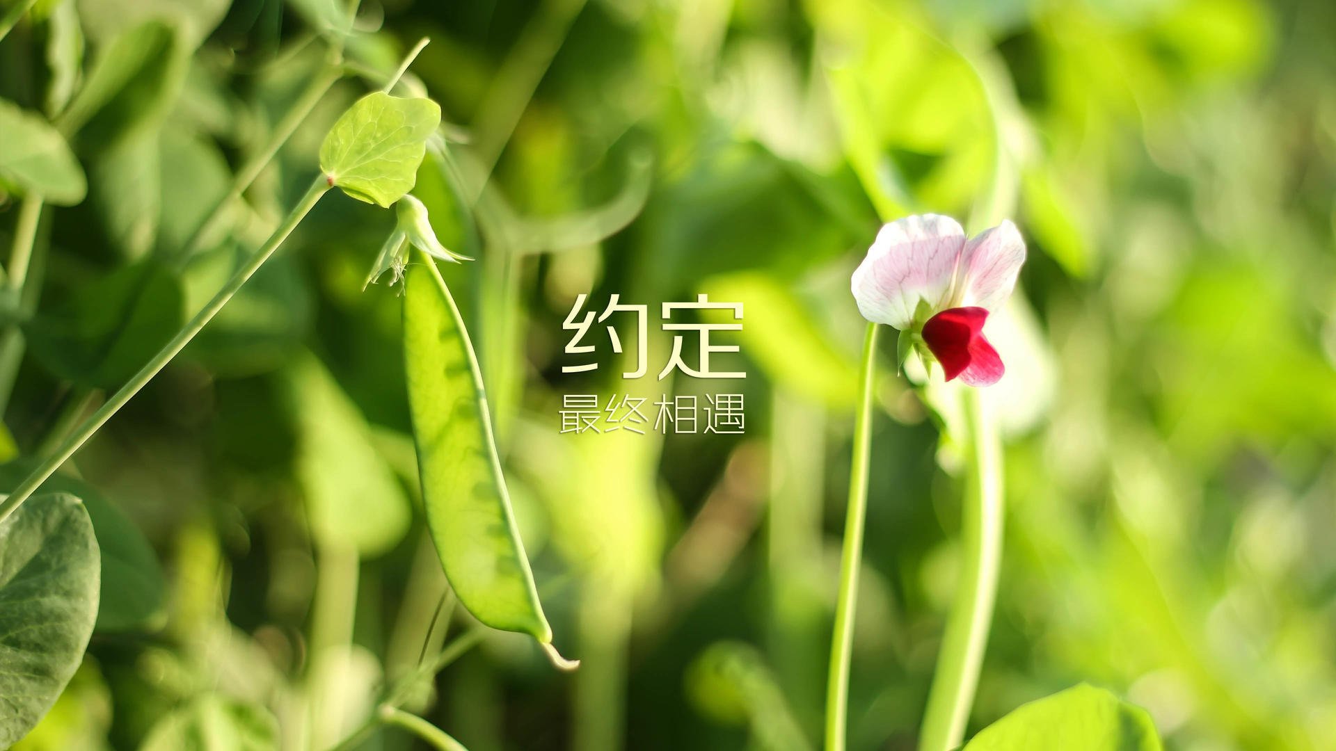 2026世界杯D组暗战,C罗的王者之剑,刺破罗马尼亚铁幕下的攻守玄机